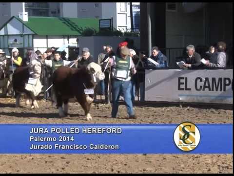 Jura Polled Hereford - Palermo 2014