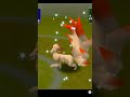 Ninetales FAINTED