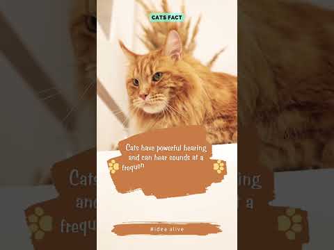 Cats fact # idea alive
