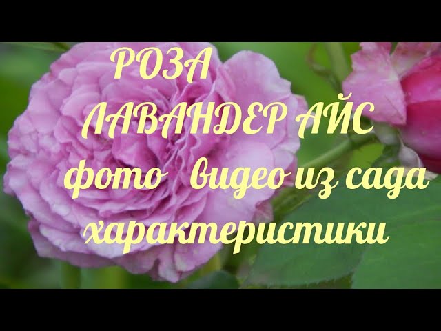 Роза Lavender Ice в саду.Моя голубая коллекция