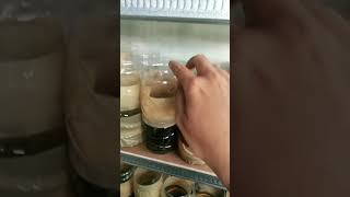 Download lagu Beli ikan cupang 5000 2 ya mp3