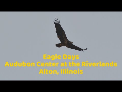 download lagu mp3 mp4 Audubon Eagle Watch, download lagu Audubon Eagle Watch gratis, unduh video klip Audubon Eagle Watch