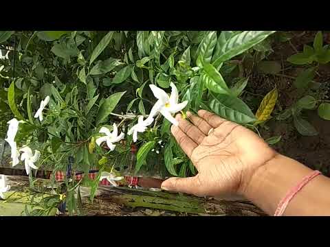 flowers ♥️♥️♥️