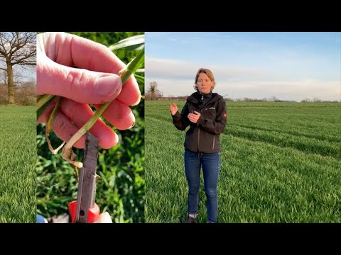 Feldexkursion 230: Wachstumsregler im Getreide, N.U. Agrar GmbH - 08.04.2023