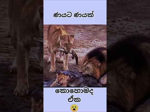 කොහොමද ඒක? #shorts #viral #trending #fypシ