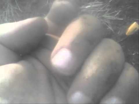 Moje Wykopki Odc. 124 (SE02 E24)