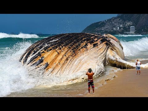 download lagu mp3 mp4 長い 魚, download lagu 長い 魚 gratis, unduh video klip 長い 魚