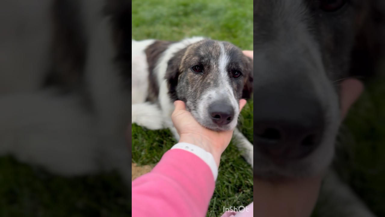Enlarge Molly, an adopted mixed breed in Lovettsville, VA video 4/6