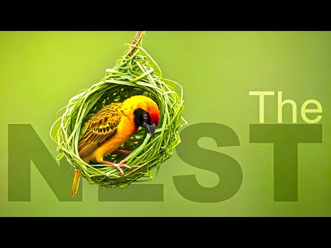 Avian Engineering:  A Journey into Bird Nesting (EP 01)