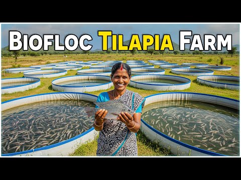 How to Start TILAPIA Fish Farming in BIOFLOC System