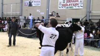 Usias Holsteins 2010. Secc. Teneras 10 a 14 meses. Dos Torres(Córdoba)