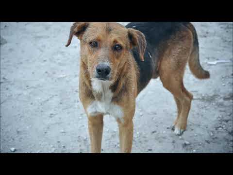 LIL ZEN - Perro callejero