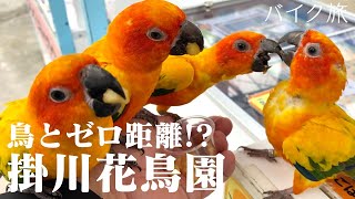 Japan Travel vlog Shizuoka kakegawa (English subtitles) 伊豆・掛川ツーリング part 2 【DSC400】
