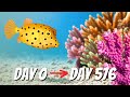 We Created A Giant Coral Reef And So Many Creatures Came