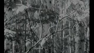 Отрывок из фильма "Путёвка в жизнь". Убийство Мустафы