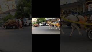 Download lagu Delman di CFD Undip #shorts #short #shortvideo #cfd #delman mp3