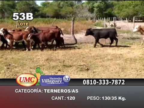 Lote 110 Terneros/as en Riachuelo, Corrientes