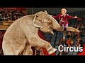 Circus Show Elephants Camels Zebra Horse सर्कस में मेगा शो हाथी 