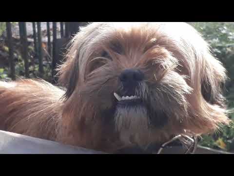 Carrier Pigeons. Sunday. Flight. Krystinka. #140.