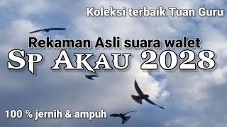Download lagu SP AKAU 2028 Suara walet asli Tuan Guru. u/suara panggil / tarik / inap. suara walet ampuh & jernih mp3