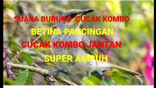 Download lagu SUARA CUCAK KOMBO BETINA PANCINGAN JANTAN SUPER AMPUH mp3 Download lagu SUARA CUCAK KOMBO BETINA PANCINGAN JANTAN SUPER AMPUH mp3
