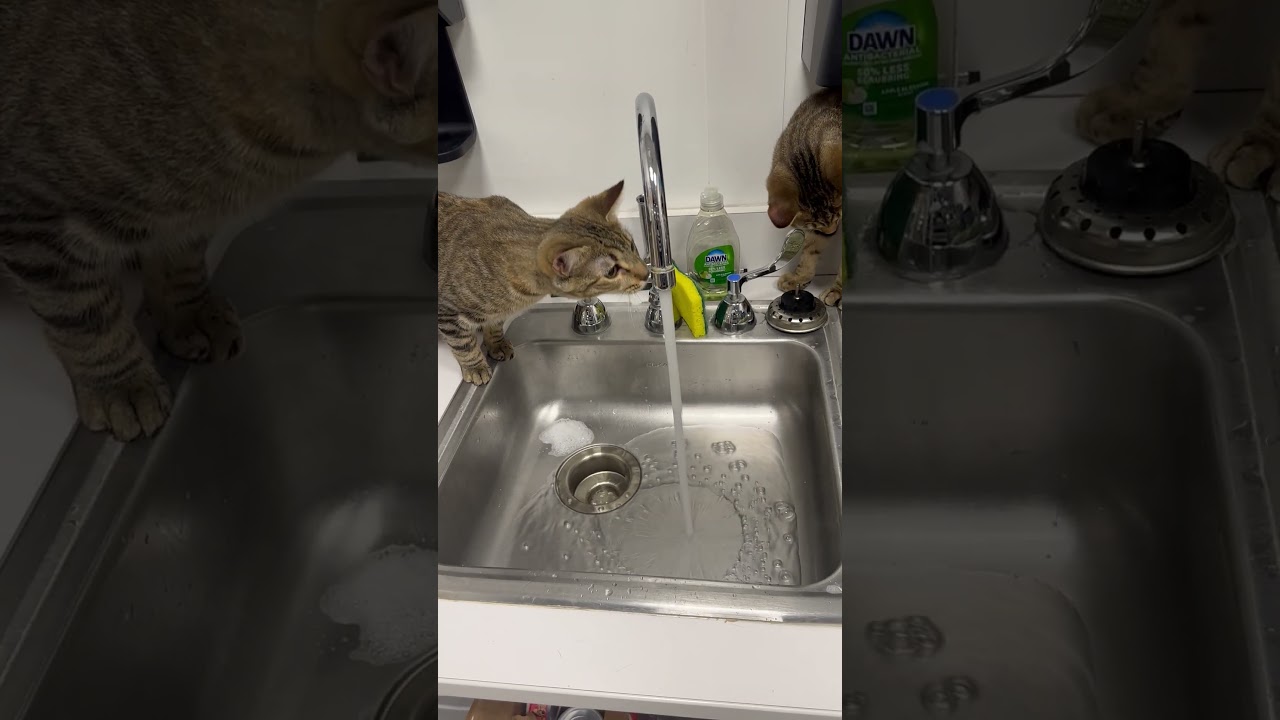 Enlarge Georgia O'Keefe, a Adoptable Domestic Short Hair in Beaufort, SC video 5/6