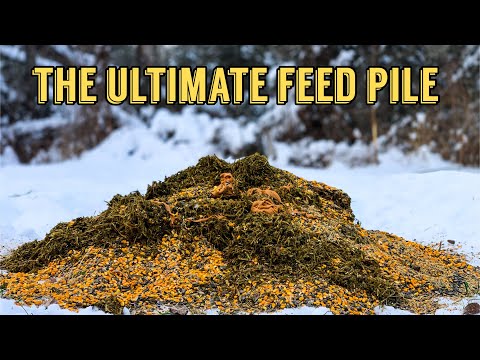 We Built the ULTIMATE Wildlife Feed Pile in the Woods... Here's What Showed Up!