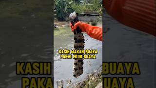 Download lagu Kasih makan buaya peternakan pakai ekor buaya juga #buaya #carapotong mp3
