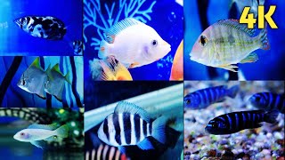 Exotic Fish Stock in Uttam Nagar New Delhi || Exotic & Monster Fish || Fish & Aquarium Hobby