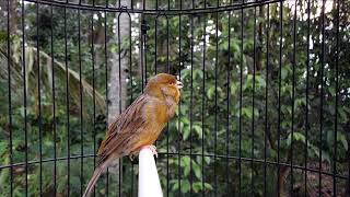 Download lagu Kenari ngerol pendek pendek ampuh memancing kenari paud kenari bahan cepat nyaut mp3