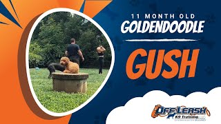Download Lagu Goldendoodle, 11 Months, Gush | Best Dog Trainers Northern VA | Off Leash K9 Thumbnail