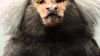 Show Me Yo Bootyhole (Saosin)