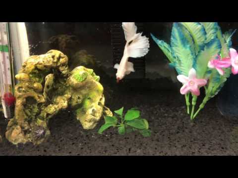 Cleaning My 2.5 Gallon Betta Tank