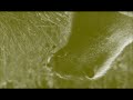 Wildlife In Badwifi S G Major 30