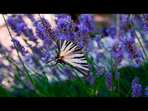 Jak przywrócić moc po 50 latach wideo Mniejsza siła i chęć