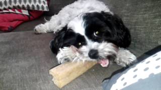 Hur kan min hund äta den