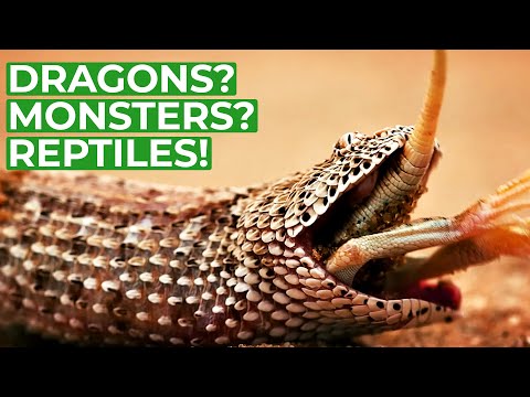 Wildlife Just Reptiles