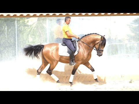 SOLD !!!  Fantastic PRE Buckskin Horse with quality. Born in 2019 - 166 CM