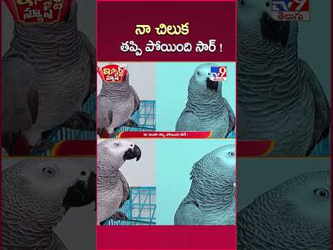 iSmart News : నా చిలుక తప్పి పోయింది సార్ !  | Parrot - TV9