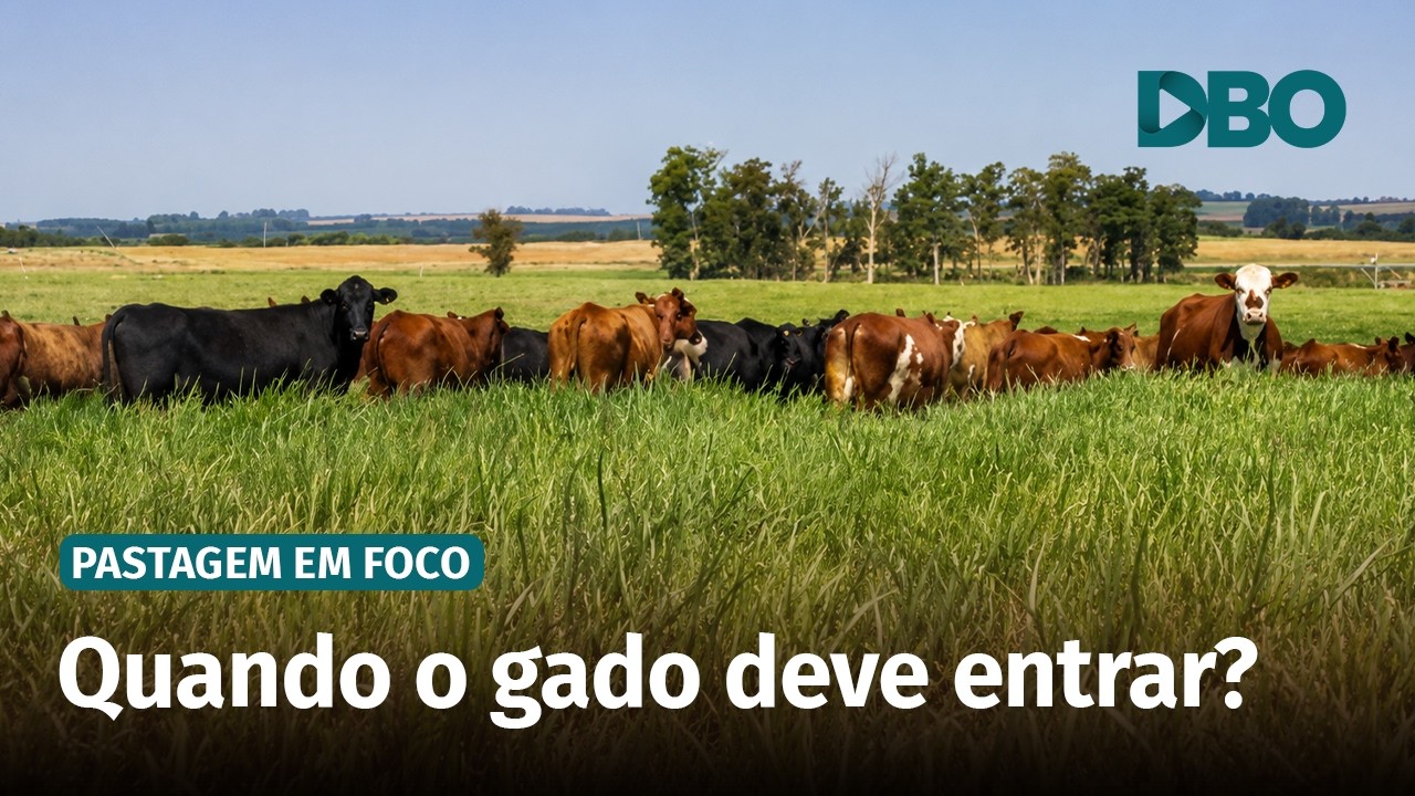 Altura do pasto: o erro que reduz o ganho de peso dos bovinos