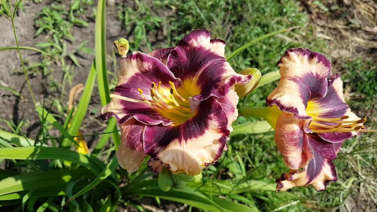 Лилейник Rock Solid_ Daylily (Hemerocallis 'Rock Solid')