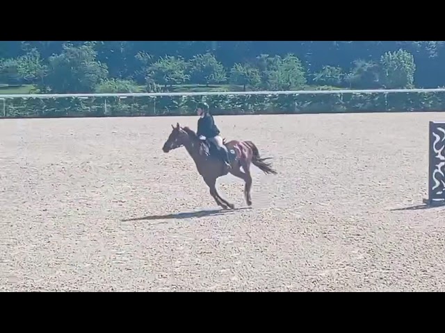 Yegua Anglo-Arabe En venta 2020 Alazán por Cyrano C