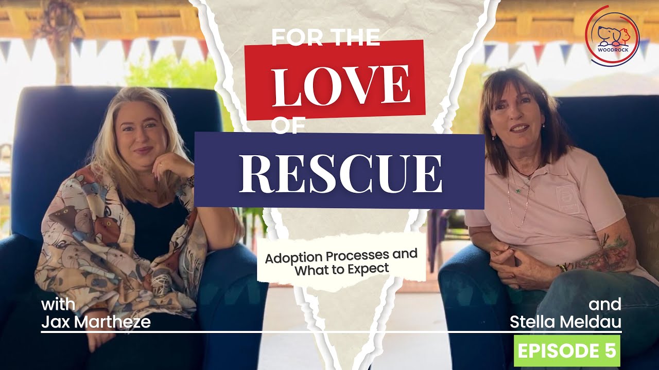 For the Love of Rescue: Our Adoption Process and What to Expect