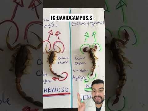 DIFFERENCE BETWEEN A POISONOUS AND A NON-POISONOUS SCORPION