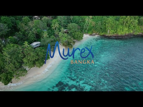 Scuba diving around Bangka Island in North Sulawesi in 2023 #indonesia #underwater #scubadiving