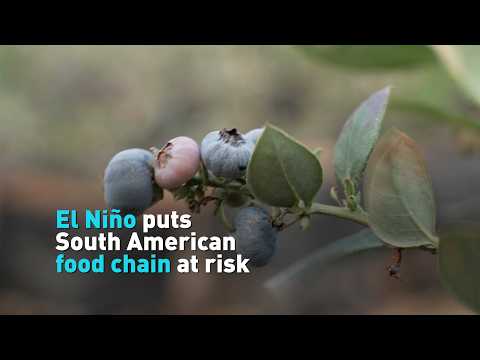 El Niño puts South American food chain at risk