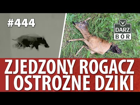 Darz Bór odc 444 Zjedzony Rogacz i ostrożne dziki.