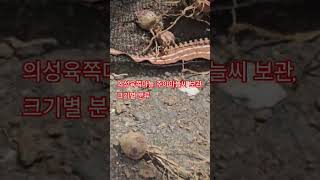 한지형 의성육쪽마늘 주아마늘씨 보관법 및 크기별 구분 방법(농사의신)