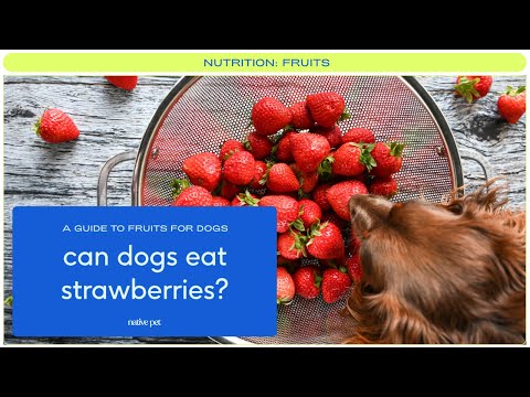 YouTube video about: Can dogs eat strawberry tops?