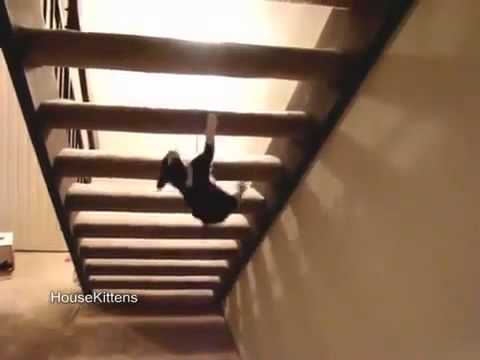 cat can t figure out stairs 360